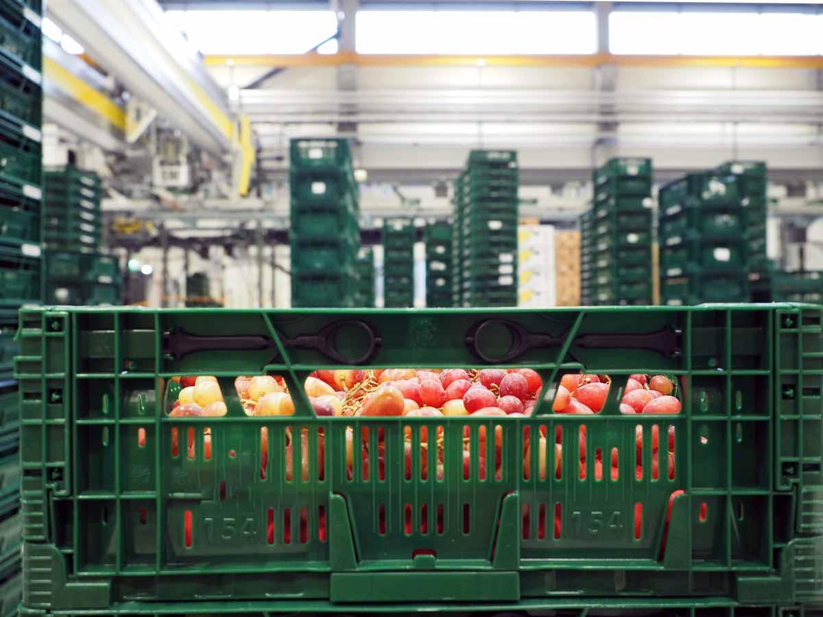 Cimcorp's grocery retail fresh food for supermarkets, sustainable totes in overhead gantry robot. Solution for intralogistics automation.